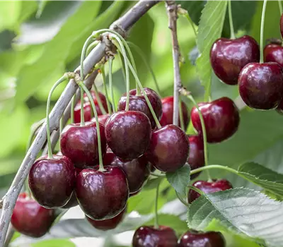 Prunus (Kirsche) 'Sunburst'