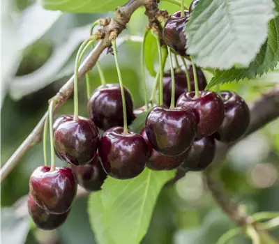Prunus (Kirsche) 'Regina'