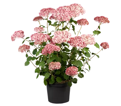 Hydrangea arborescens 'Pink Annabelle'