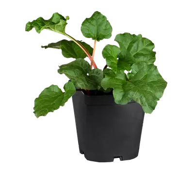 Rheum (Rhabarber) 'Frambozen Rood'