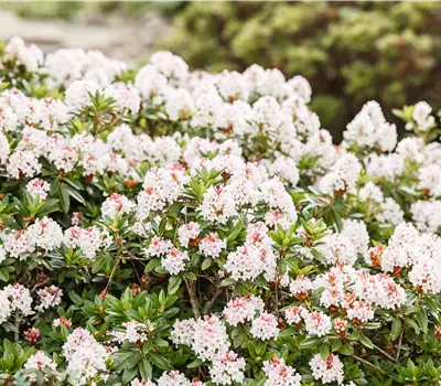 Rhododendron 'Bloombux'