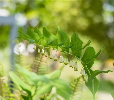 Polygonatum multiflorum