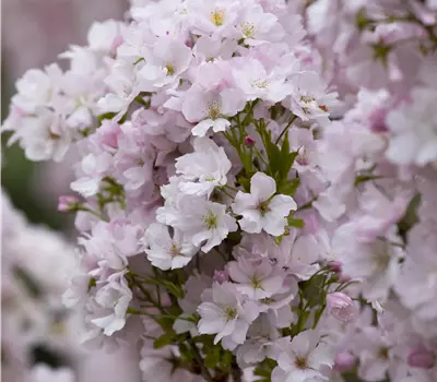 Prunus serrulata 'Amanogawa'