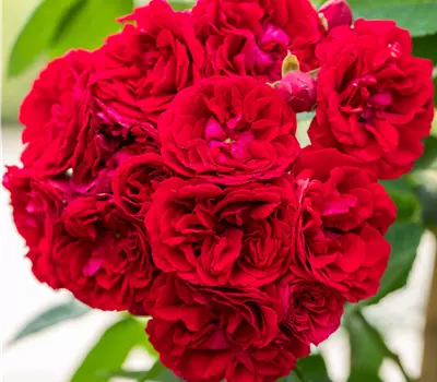 Rosa (Kletterrose) 'Chevy Chase'