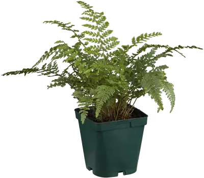 Polystichum setiferum