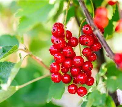 Ribes (Johannisbeere) 'Jonkheer van Tets'