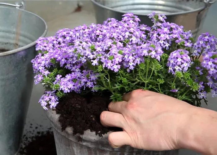 Eisenkraut - Einpflanzen in ein Gefäss