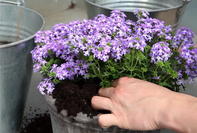 Eisenkraut - Einpflanzen in ein Gefäss (4)