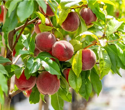 Prunus (Pfirsich) 'Red Haven'