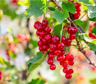 Ribes (Johannisbeere) 'Rolan'