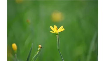 Binsenlilie