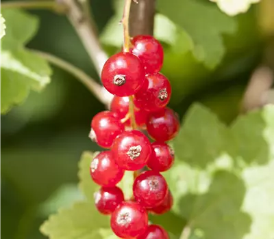 Ribes (Johannisbeere) 'Rotet'