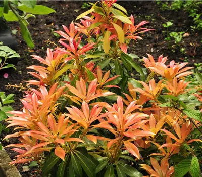Pieris 'Forest Flame'