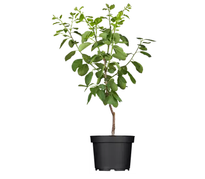Prunus (Pflaume) 'Opal'