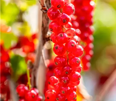 Ribes (Johannisbeere) 'Rovada'