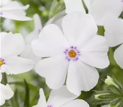 Phlox (Subulata-Gruppe) 'White Delight'