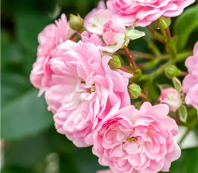 Rosa (Bodendeckerrose) 'The Fairy'