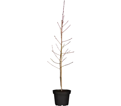 Prunus (Säulennektarine) 'Fantasia'