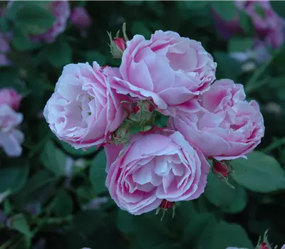Rosa (Bourbonrose) 'Bourbon Queen'