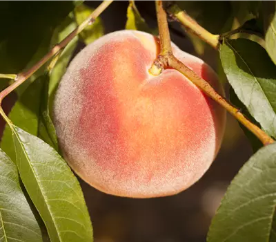 Prunus (Säulenpfirsich) 'Grazia'