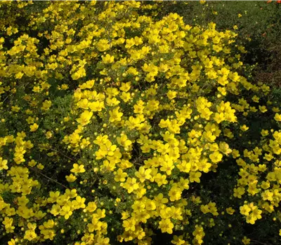 Potentilla aurea