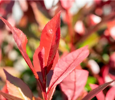 Photinia fraseri (x) 'Devil's Dream'