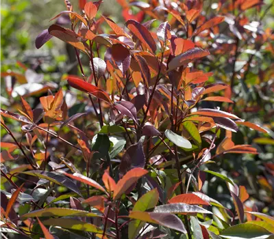 Photinia fraseri (x) 'Red Robin'