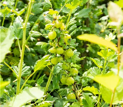 Ribes (Stachelbeere) 'Invicta'