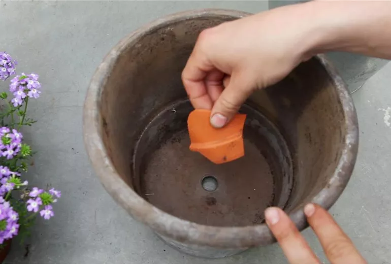 Eisenkraut - Einpflanzen in ein Gefäss (1)