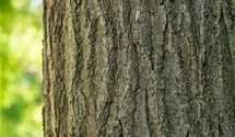 Schnurbaum
