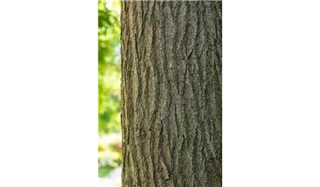 Schnurbaum
