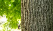 Schnurbaum