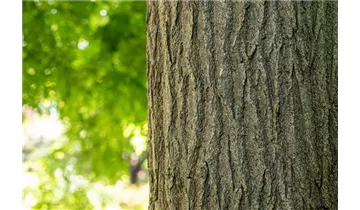 Schnurbaum