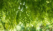 Schnurbaum
