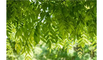 Schnurbaum