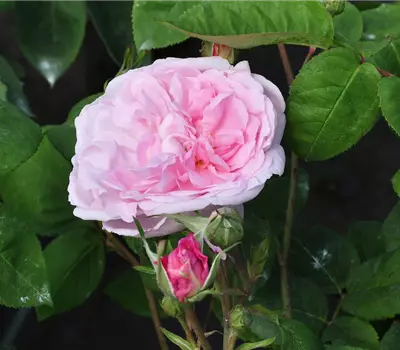 Rosa (Centifolia) 'Fantin Latour'