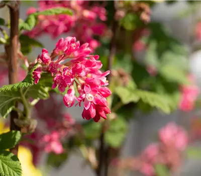 Ribes sanguineum 'Atrorubens'