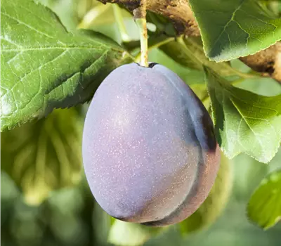 Prunus (Zwetschge) 'Fellenberg'