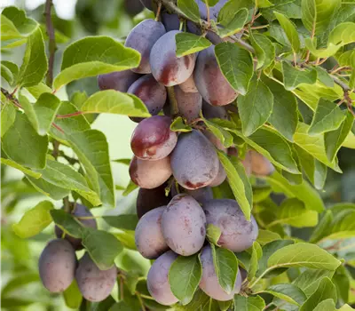 Prunus (Zwetschge) 'Fruca'