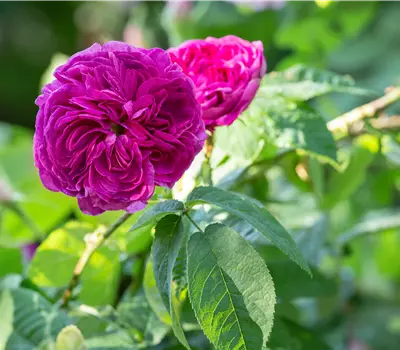 Rosa (Gallica) 'Charles de Mills'