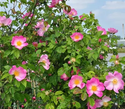Rosa (Gallica) 'Complicata'