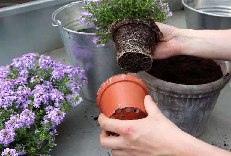 Eisenkraut - Einpflanzen in ein Gefäss (2)