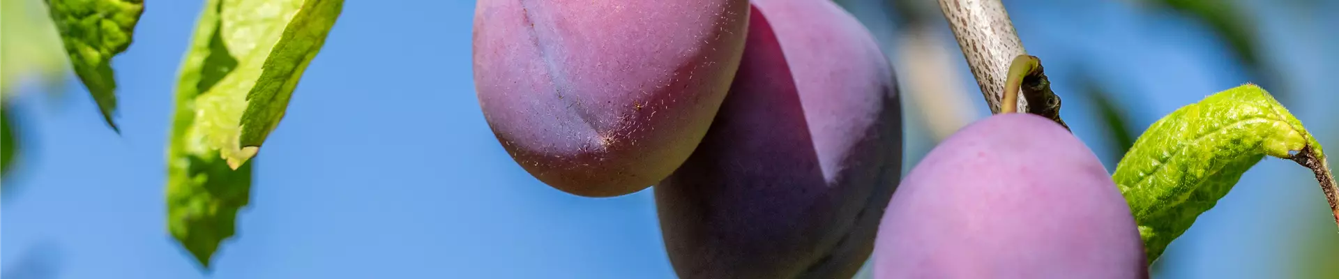 Prunus domestica subsp. domestica 'Hauszwetschge'