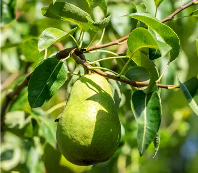 Pyrus (Birne) 'Harrow Sweet'
