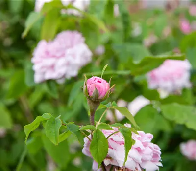 Rosa (Damascena) 'Jacques Cartier'
