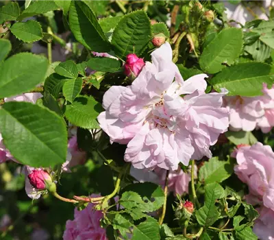 Rosa (Damascena) 'Celsiana'