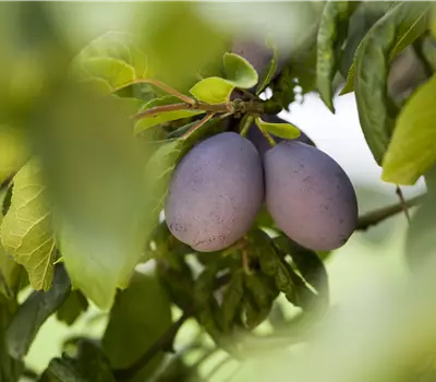 Prunus (Zwetschge) 'Katinka'