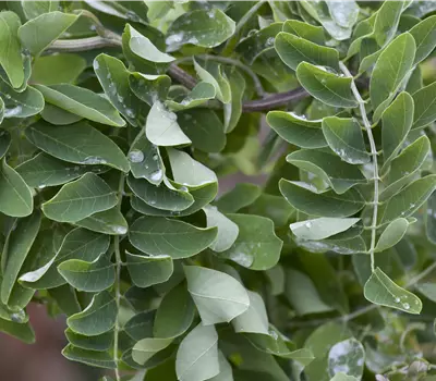 Robinia pseudoacacia 'Tortuosa'
