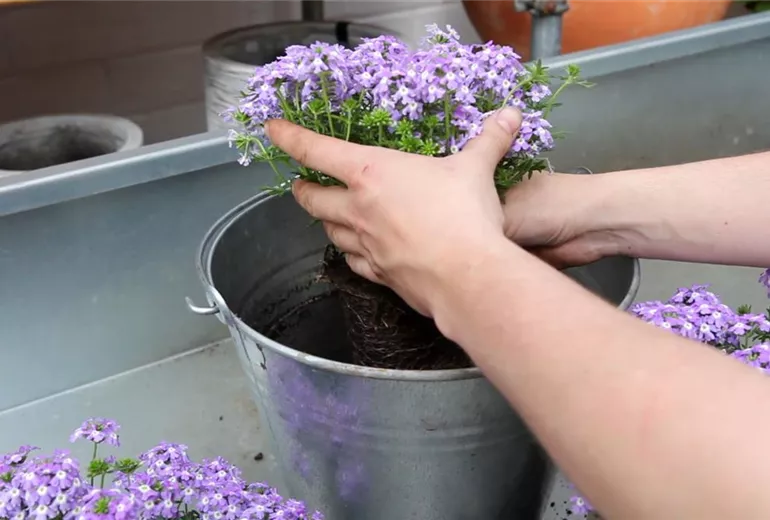 Eisenkraut - Einpflanzen in ein Gefäss (3)