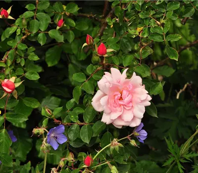 Rosa (Kletterrose) 'Albertine'